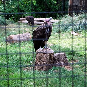 AZA 9-17-11 Atlanta Zoo