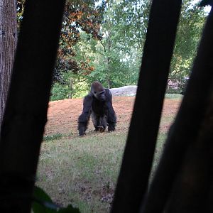 AZA 9-17-11 Atlanta Zoo