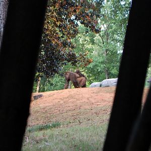 AZA 9-17-11 Atlanta Zoo