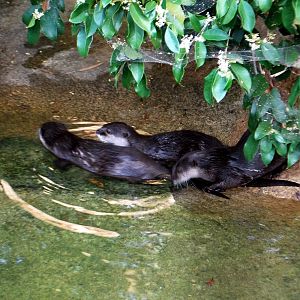 AZA 9-17-11 Atlanta Zoo