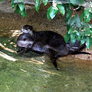 AZA 9-17-11 Atlanta Zoo