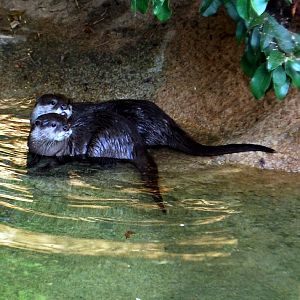 AZA 9-17-11 Atlanta Zoo