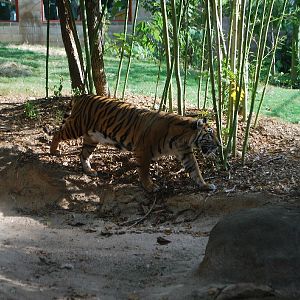 AZA 9-17-11 Atlanta Zoo