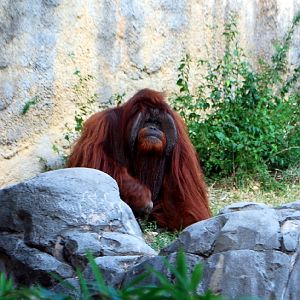 AZA 9-17-11 Atlanta Zoo