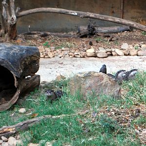 AZA 9-17-11 Atlanta Zoo