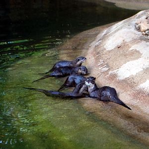 AZA 9-17-11 Atlanta Zoo