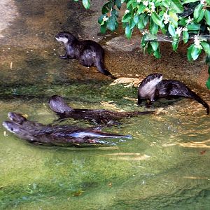 AZA 9-17-11 Atlanta Zoo