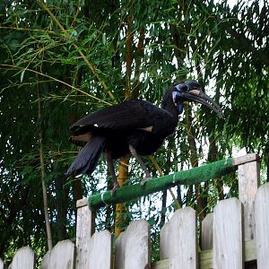 AZA 9-17-11 Atlanta Zoo