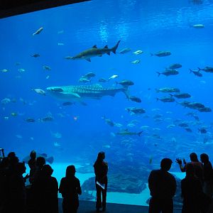 AZA 9-13-11 Georgia Aquarium
