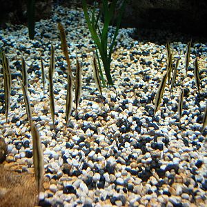 AZA 9-13-11 Georgia Aquarium