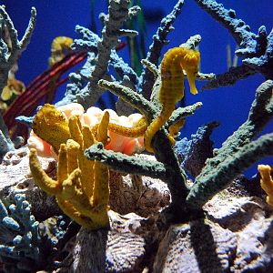 AZA 9-13-11 Georgia Aquarium