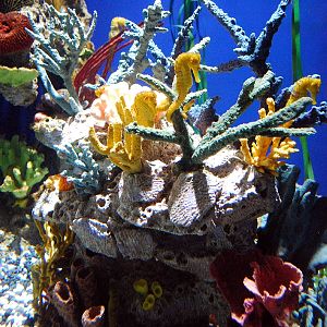 AZA 9-13-11 Georgia Aquarium