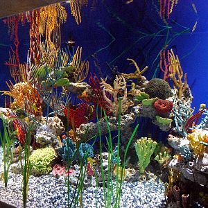 AZA 9-13-11 Georgia Aquarium