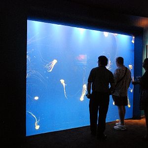 AZA 9-13-11 Georgia Aquarium