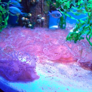 AZA 9-13-11 Georgia Aquarium