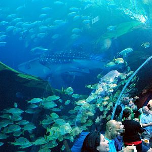 AZA 9-13-11 Georgia Aquarium