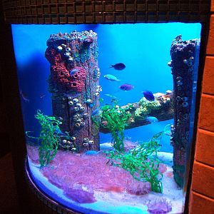 AZA 9-13-11 Georgia Aquarium