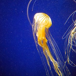 AZA 9-13-11 Georgia Aquarium