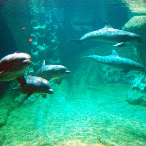 AZA 9-13-11 Georgia Aquarium