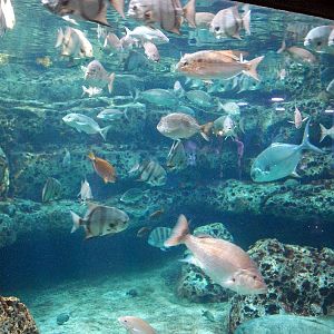 AZA 9-13-11 Georgia Aquarium