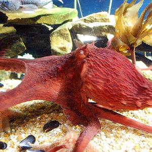 AZA 9-13-11 Georgia Aquarium