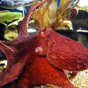 AZA 9-13-11 Georgia Aquarium