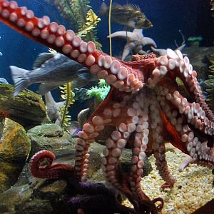 AZA 9-13-11 Georgia Aquarium