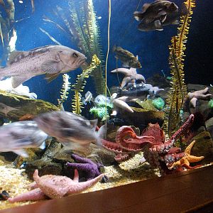 AZA 9-13-11 Georgia Aquarium