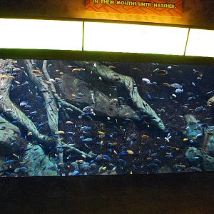 AZA 9-13-11 Georgia Aquarium