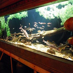 AZA 9-13-11 Georgia Aquarium