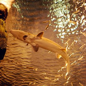 AZA 9-13-11 Georgia Aquarium