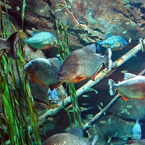 AZA 9-13-11 Georgia Aquarium