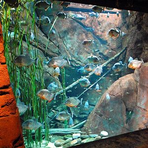 AZA 9-13-11 Georgia Aquarium