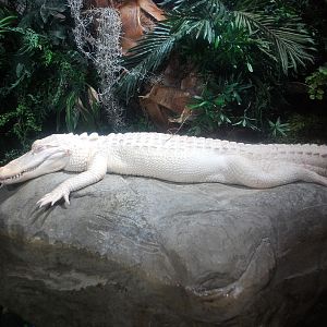 AZA 9-13-11 Georgia Aquarium