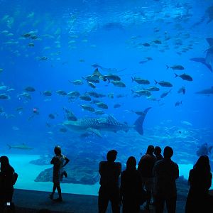 AZA 9-13-11 Georgia Aquarium
