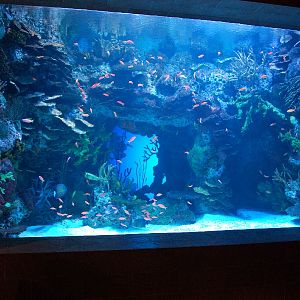 AZA 9-13-11 Georgia Aquarium