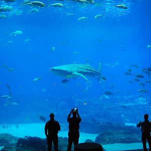 AZA 9-13-11 Georgia Aquarium