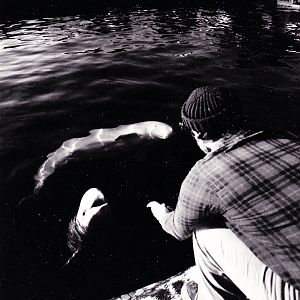 Various Minnesota Zoo in the 70's