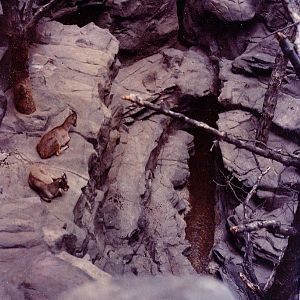 Various Minnesota Zoo in the 70's