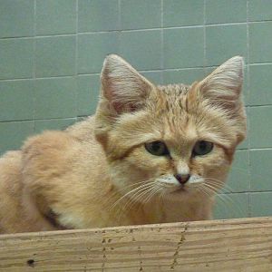 Sand cat