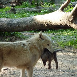 Wolf with cub - May 2011