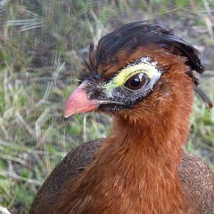 Nocturnal curassow