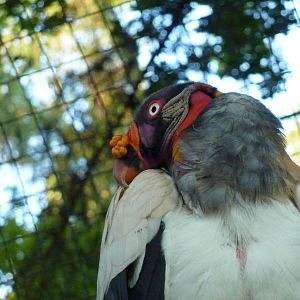 King vulture