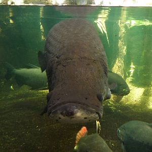 Staring Arapaima