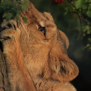 Asiatic Lioness 18th Sept 2011