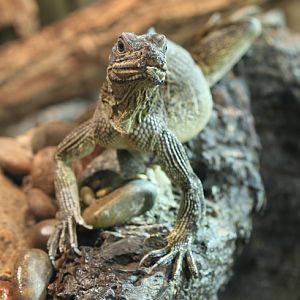asian lizard i.d.