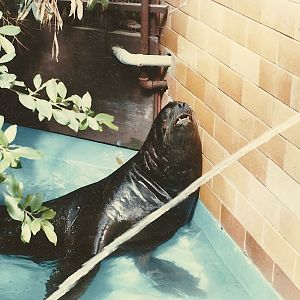 Sea Lion Exhibit Mid 1980's-Early 1990's