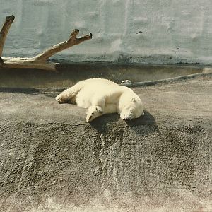 Polar Bear Exhibit Mid 1980's-Early 1990's