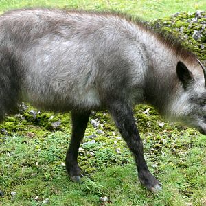 Japanese serow; Berlin Zoo; 8th September 2011