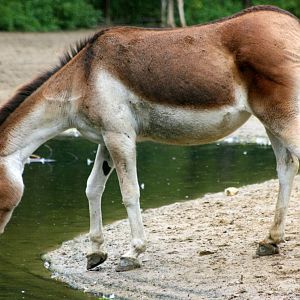 Kiang; Berlin Tierpark; 9th September 2011